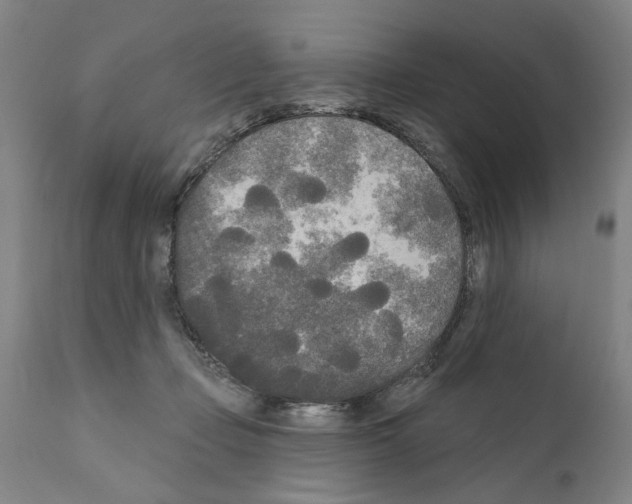 X0000111170365200908121052