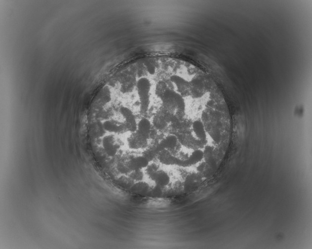 X0000111170369200908121052