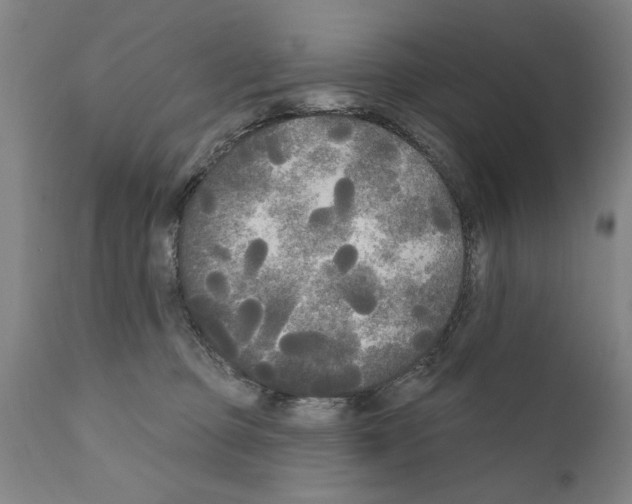 X0000111170373200908121052