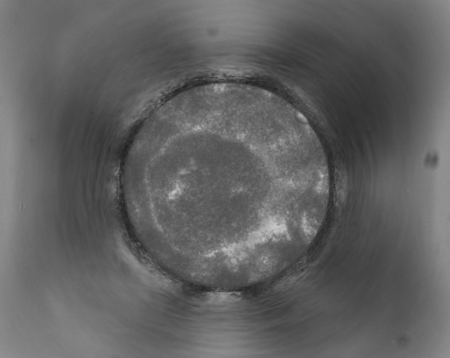 X0000111170451200908121050