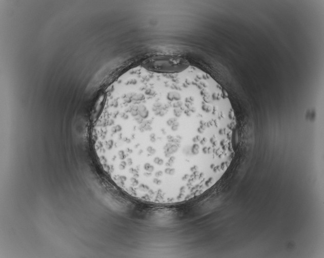 X0000111170456200908121050