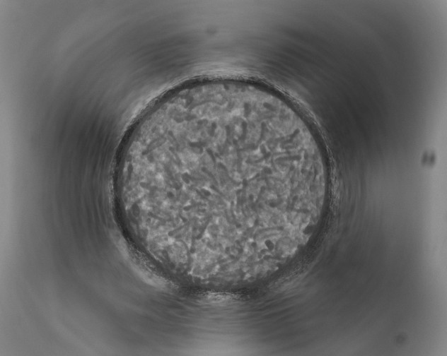 X0000111170487200908121050