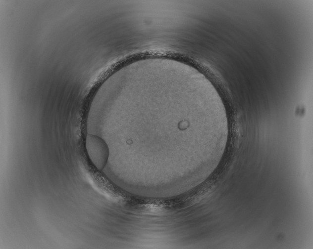 X0000111170496200908121050