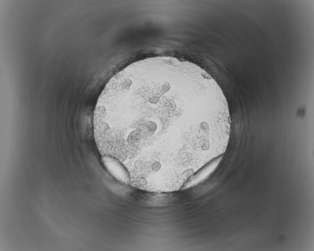 X0000111170527200908121050