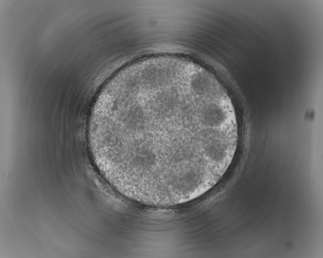 X0000111170833200908121045