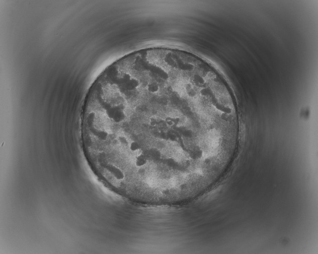 X0000111170999200908121042