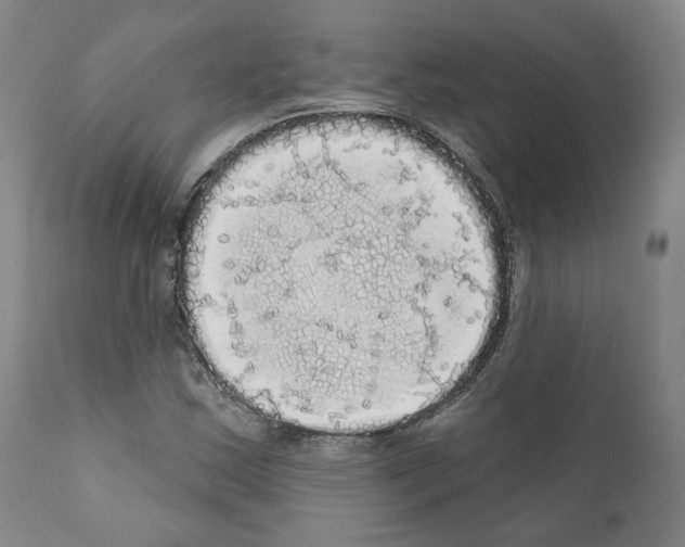 X0000111171163200908121040