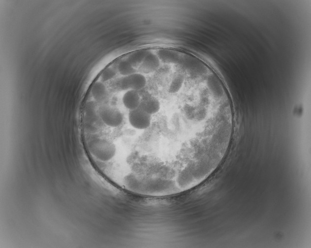 X0000111171243200908121039