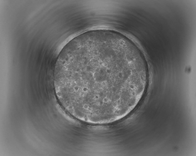 X0000111171337200908121038