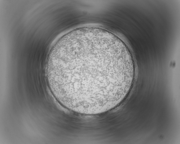 X0000111171436200908121036