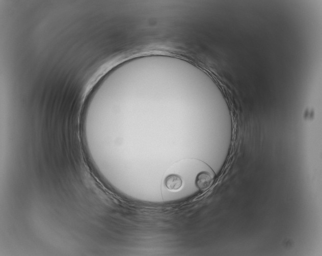 X0000111180244200907011038