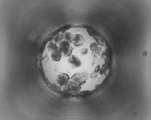 X0000111180545200907011034