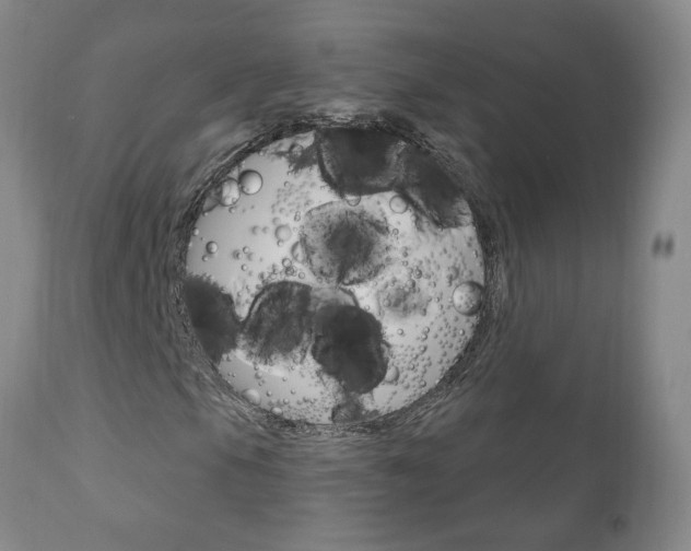 X0000111181105200907011026