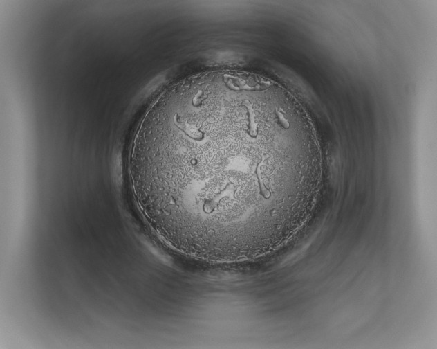 X0000111180729200907011409