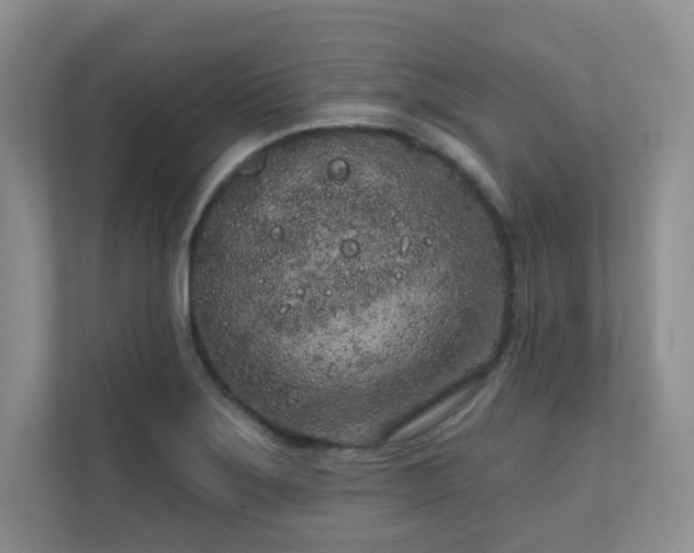 X0000111181275200907011402