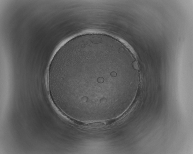 X0000111181295200907011402