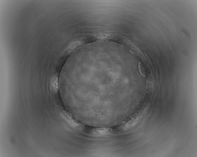 X0000111180479200907081239