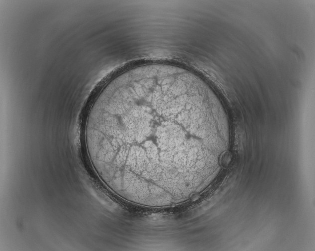 X0000111180584200907081237