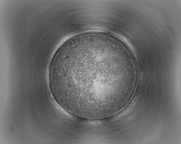 X0000111181243200907081229