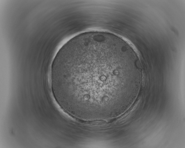 X0000111181295200907081228