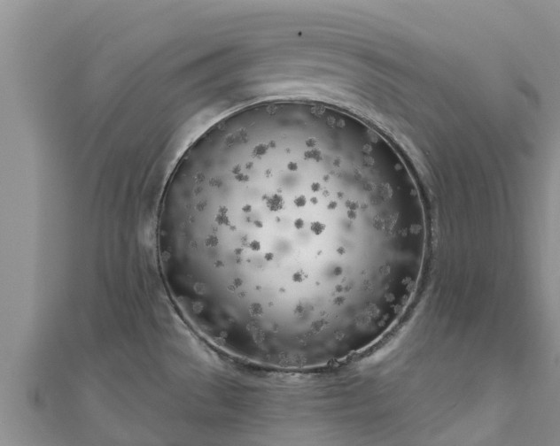 X0000111181529200907081225