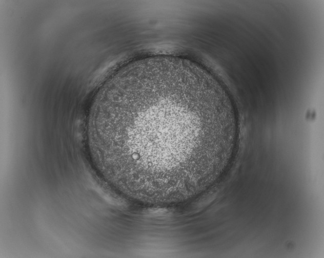 X0000111180161200907151333