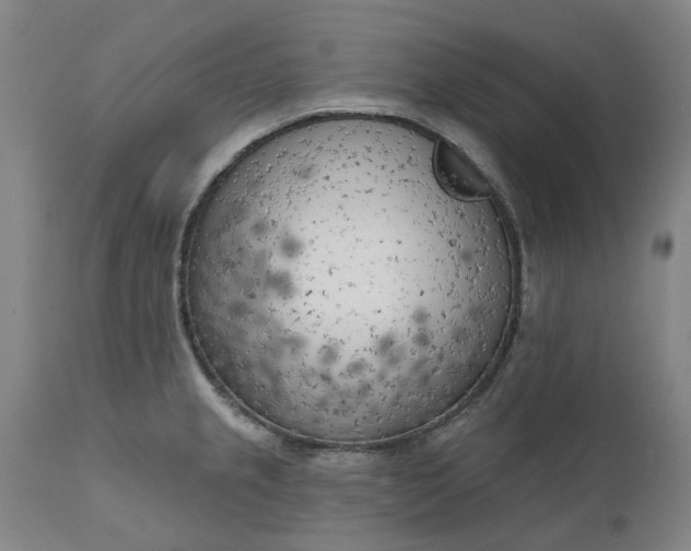 X0000111181237200907151316