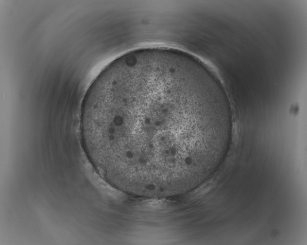 X0000111181279200907151315