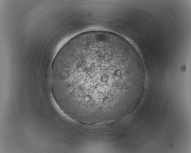 X0000111181295200907151315