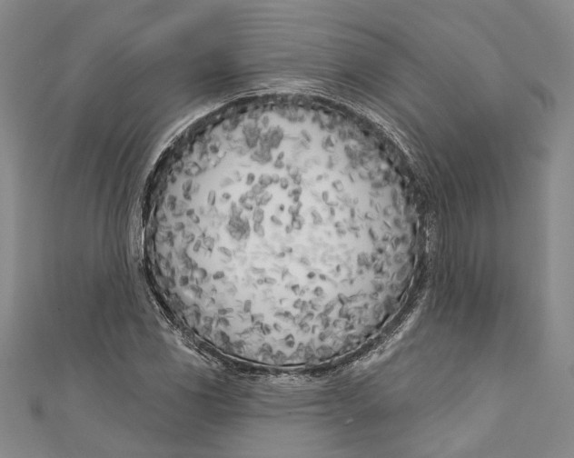 X0000111181117200907221043