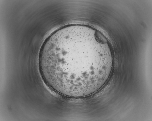 X0000111181237200907221042