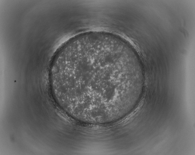 X0000111181263200907221041