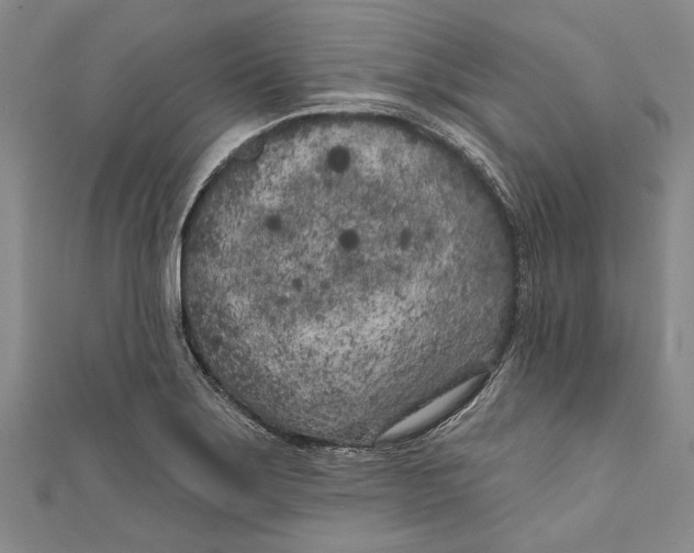 X0000111181275200907221041