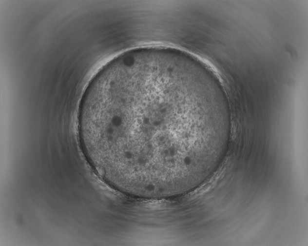 X0000111181279200907221041