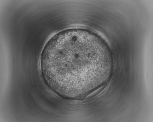 X0000111181275200907291136