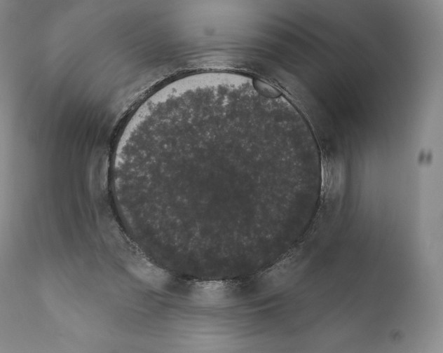 X0000111180301200908121118