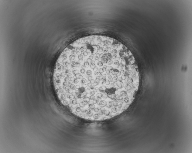 X0000111180366200908121117