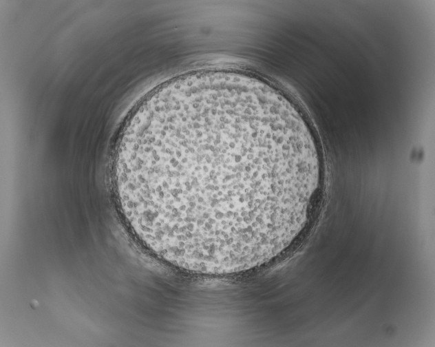 X0000111180835200908121109