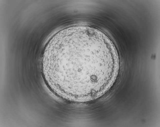 X0000111180851200908121110