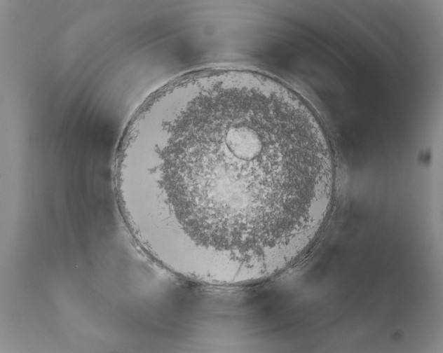 X0000111180856200908121110