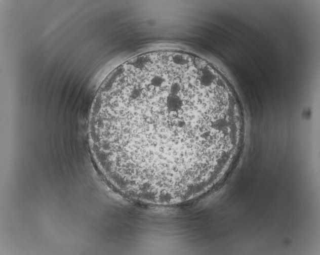 X0000111180953200908121108