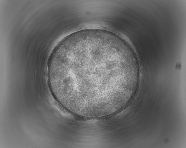 X0000111181035200908121106