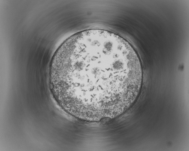 X0000111181048200908121107