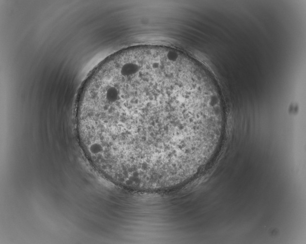 X0000111181071200908121106