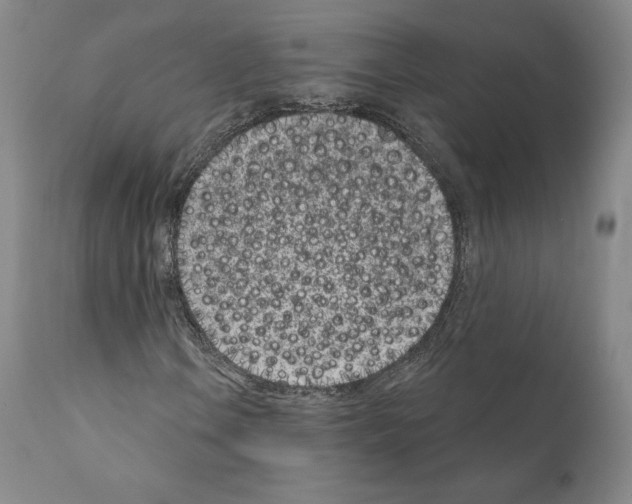 X0000111181106200908121105