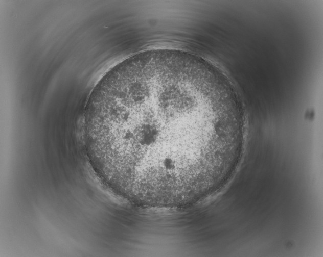 X0000111181121200908121105