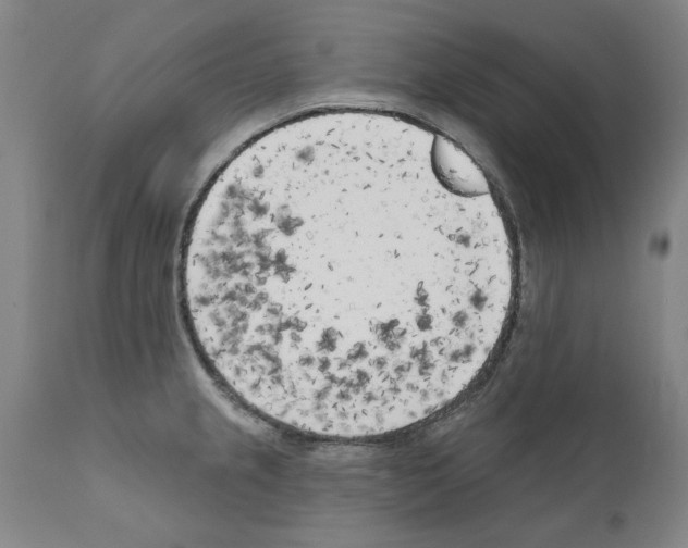 X0000111181237200908121104