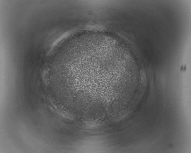 X0000111181254200908121103