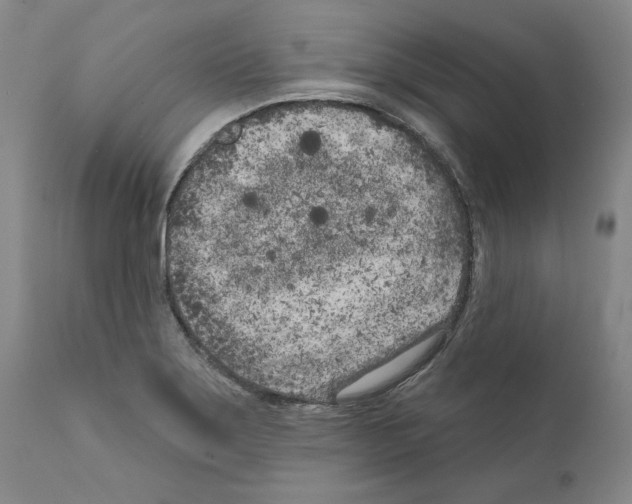 X0000111181275200908121102