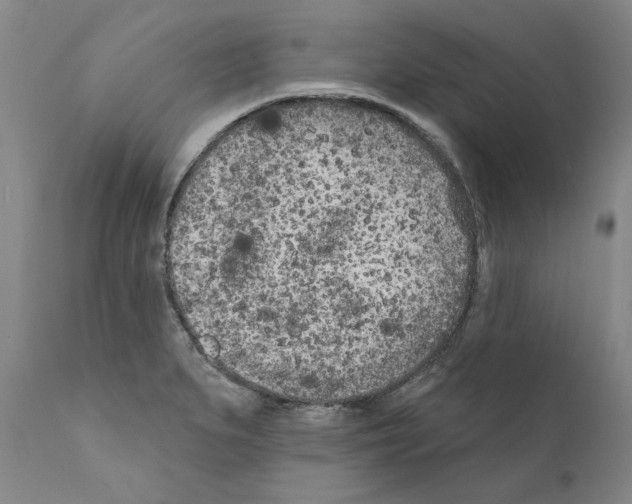 X0000111181279200908121102